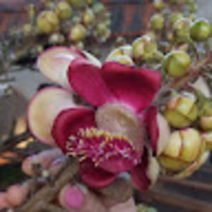 Meet your Posher, Grace